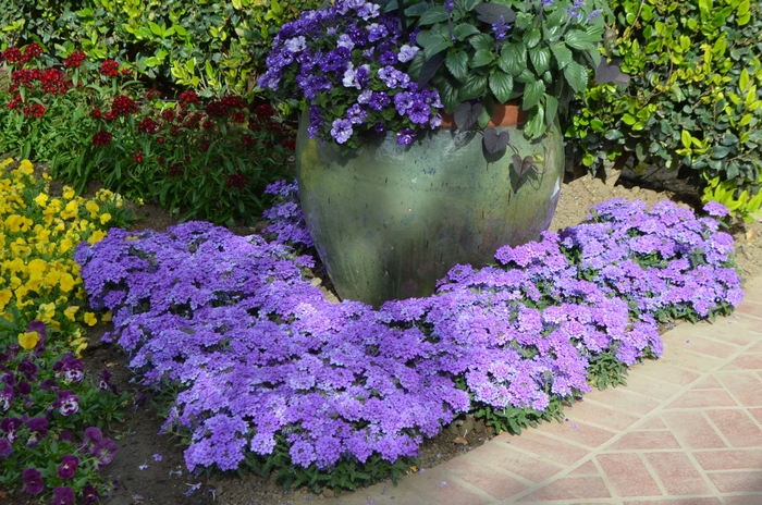 Verbena peruviana EnduraScape&trade; Verbena | Garden Center Marketing