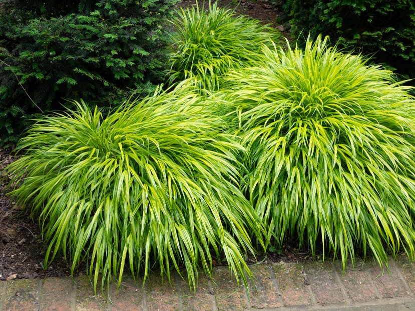 Hakonechloa macra Aureola – Caragh Nurseries