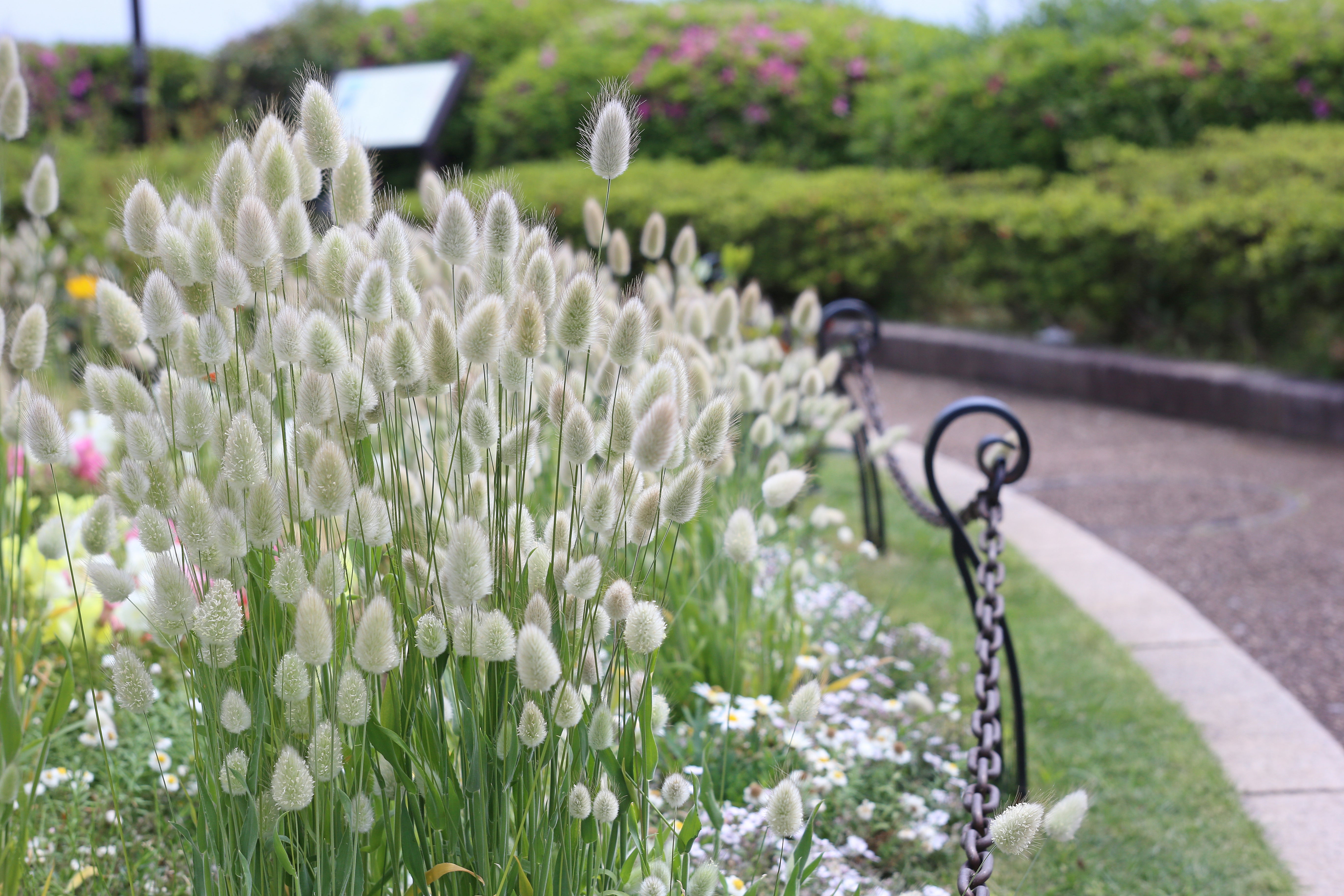 100 BUNNY TAILS GRASS (Hares Tail) Ornamental Lagurus Ovatus Seeds –  Seedville USA