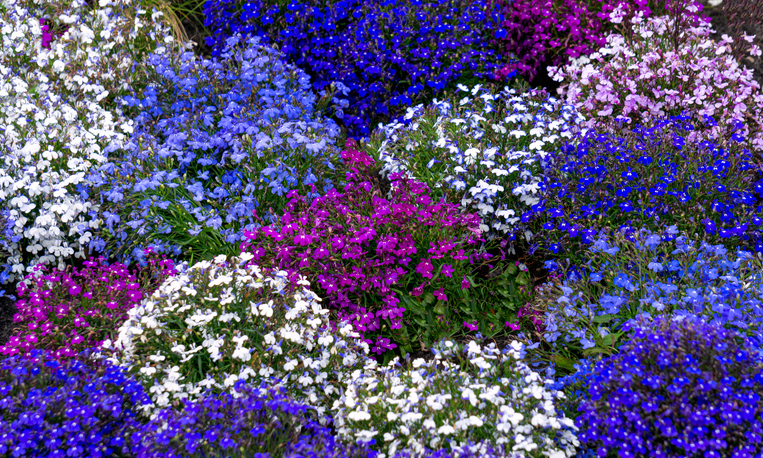 LOBELIA COLOUR CASCADE THOUSANDS OF FLOWERS IN A RAINBOW OF COLOUR SEEDS &ndash;  Wendy's Garden