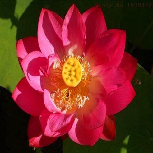 Blue Lotus Seeds, Blue Water Lily, 20pcs/pack