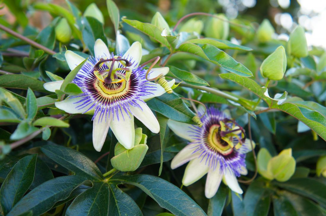 Passionflower for anxiety and sleep: Benefits and side effects