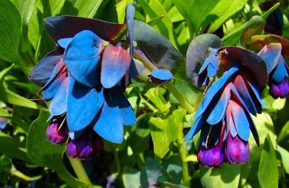 Cerinthe major Purpurascens Honeywort Blue Shrimp 5_Seeds - Etsy Polska