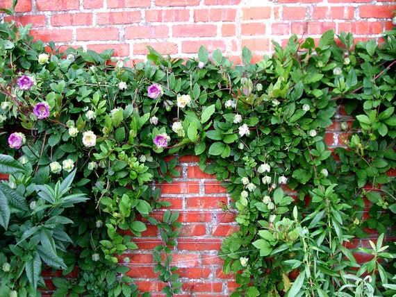 CUP AND SAUCER Vine White or Blue 15 Seeds Cobaea Scandens Annual Climber  Flower - Etsy Denmark