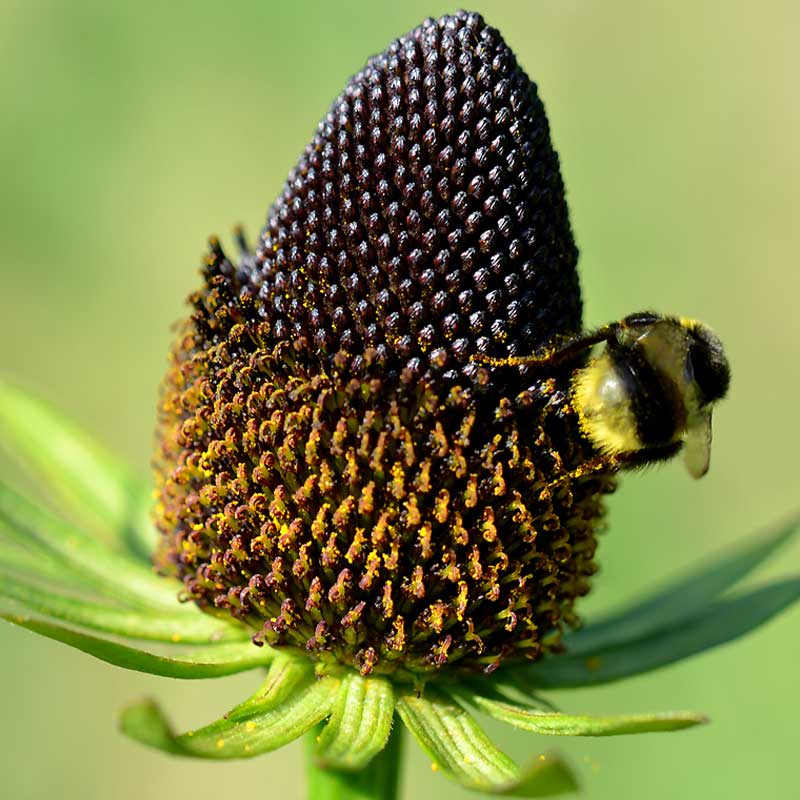 Seminte de Margarete Perene Rudbeckia Occidentalis Green Wizard