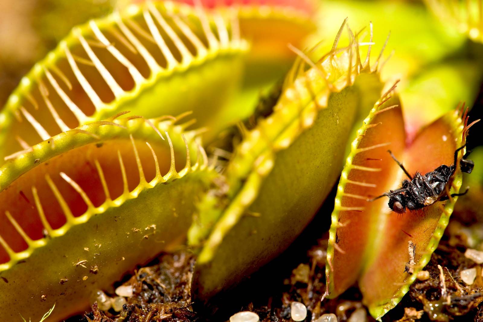 Venus flytrap | Description, Carnivorous Plant, Mechanism, Adaptations, Habitat, Diet, & Facts | Britannica