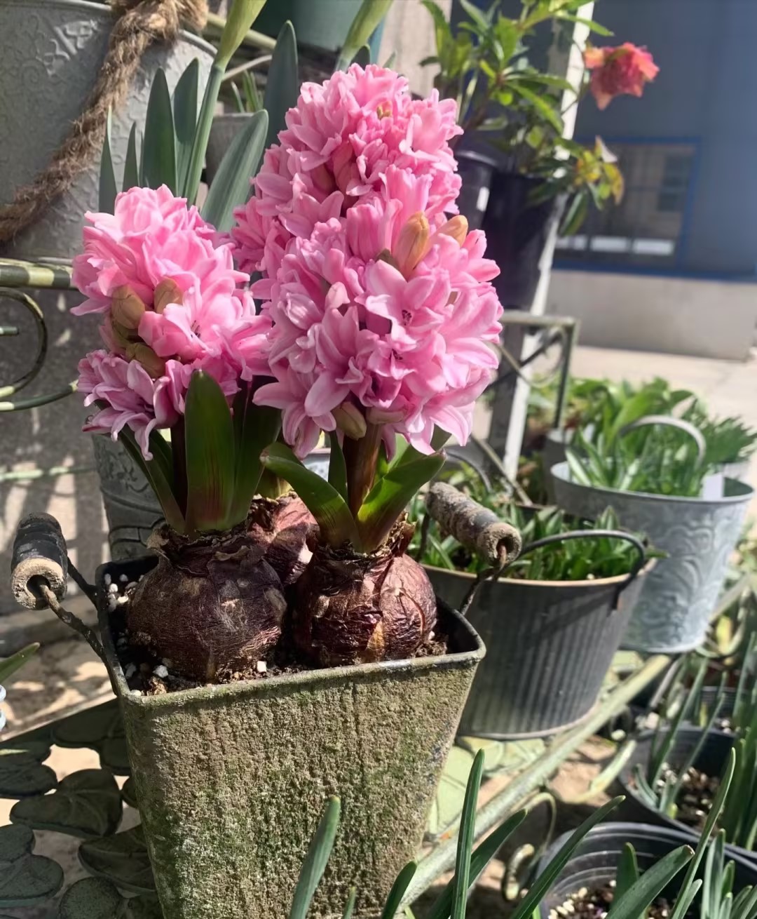 50pcs Hyacinth Seeds Mix Colors