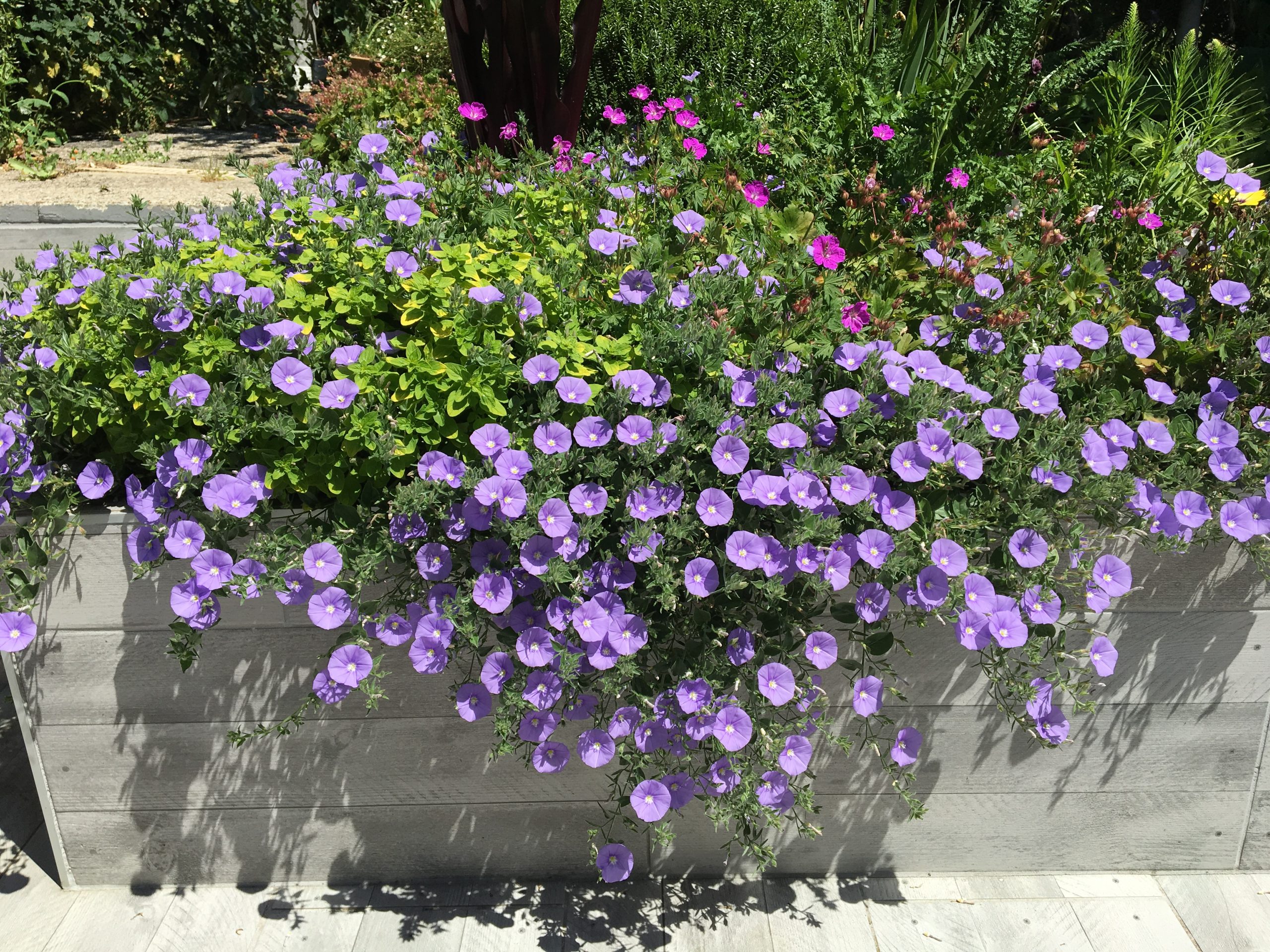 Convolvulus en rocaille : des liserons non invasifs id&eacute;als pour terrains  secs &bull; La Voix de l'Ain