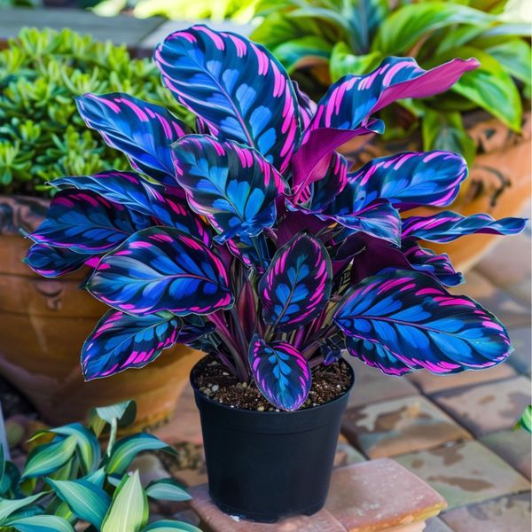 Potted Alocasia Bulbs 🍃