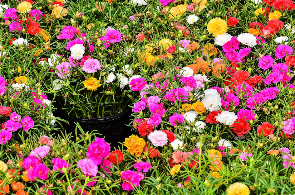 Portulaca - Double Mixed - Awapuni Nurseries