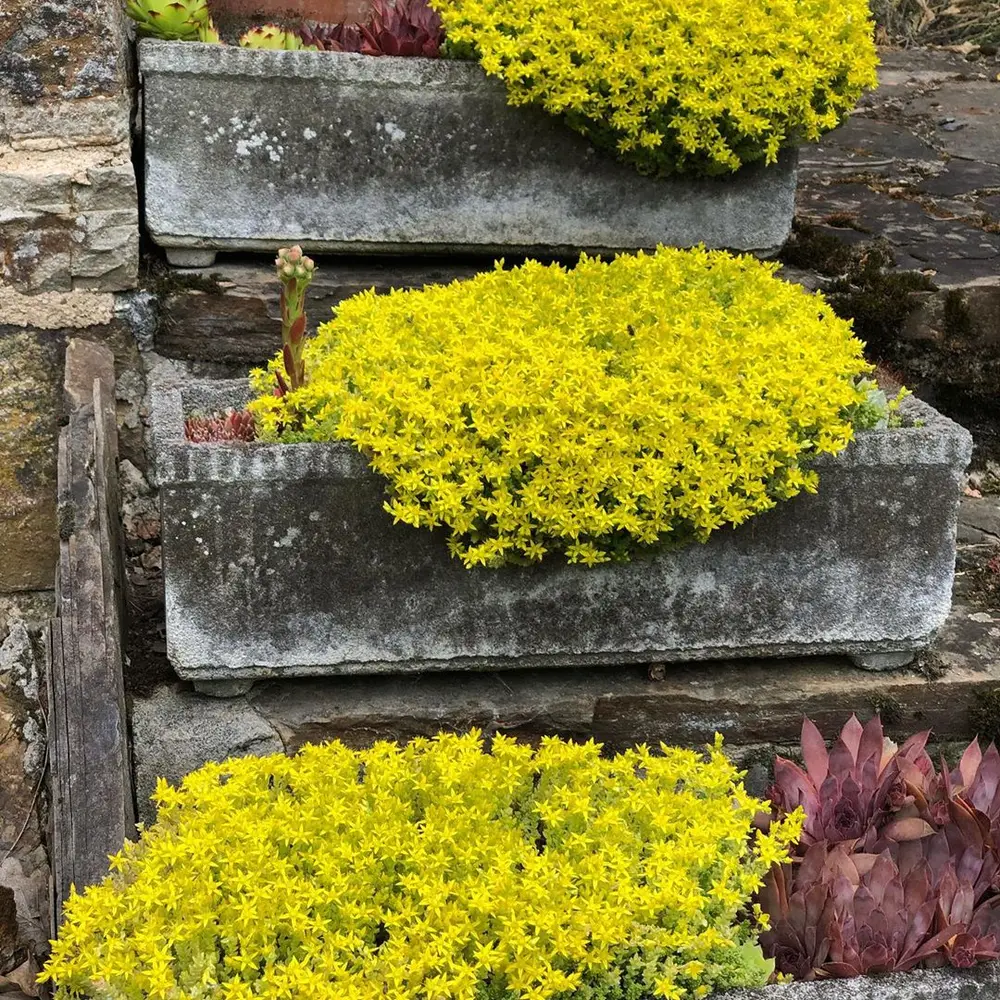 🌿Widely Used Perennial Ground Cover💛Goldmoss Sedum Seeds