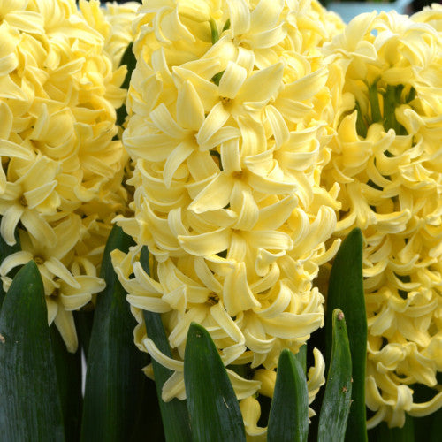 50pcs Hyacinth Seeds Mix Colors