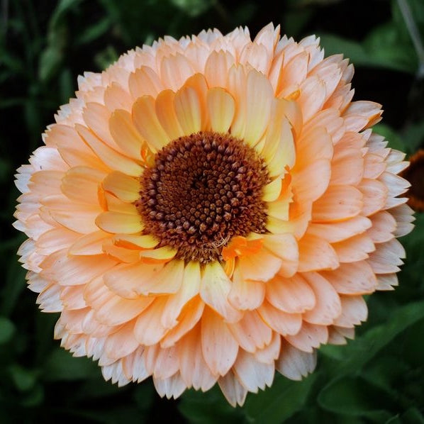 Calendula Peach Surprise Flower Seeds