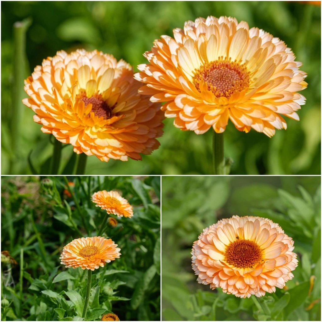 Calendula Peach Surprise Flower Seeds