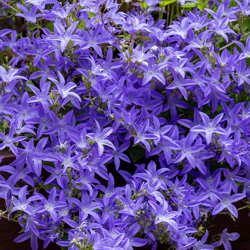 🩵✨Blue Waterfall Bellflower Seeds