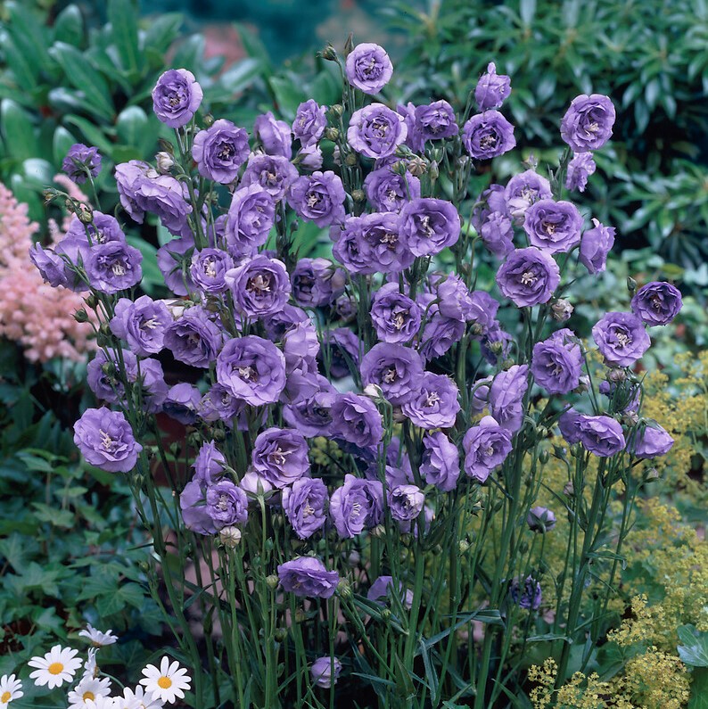 🔥Spring Hot💙Campanula persicifolia La Belle Seeds