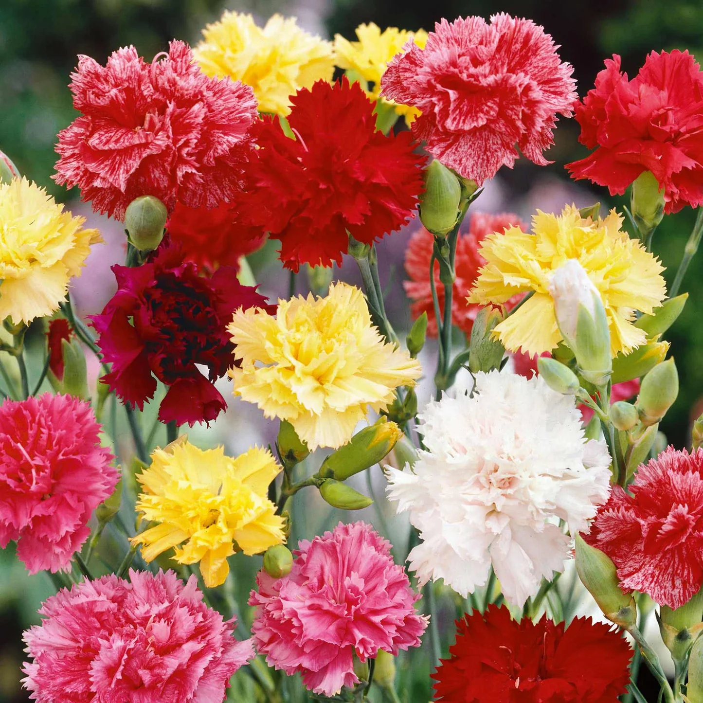 🔥Spring Specials🥰Mix Double Carnation Seeds