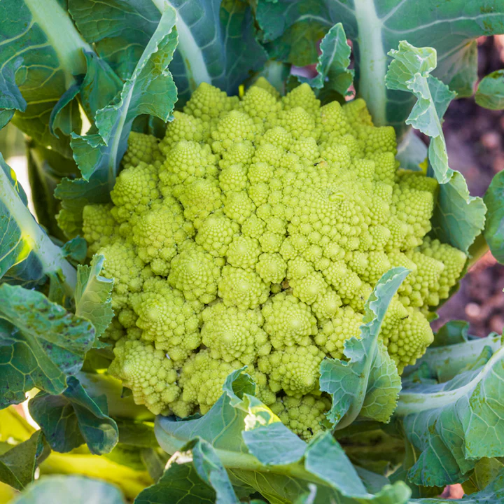 Romanesco Broccoli Seeds