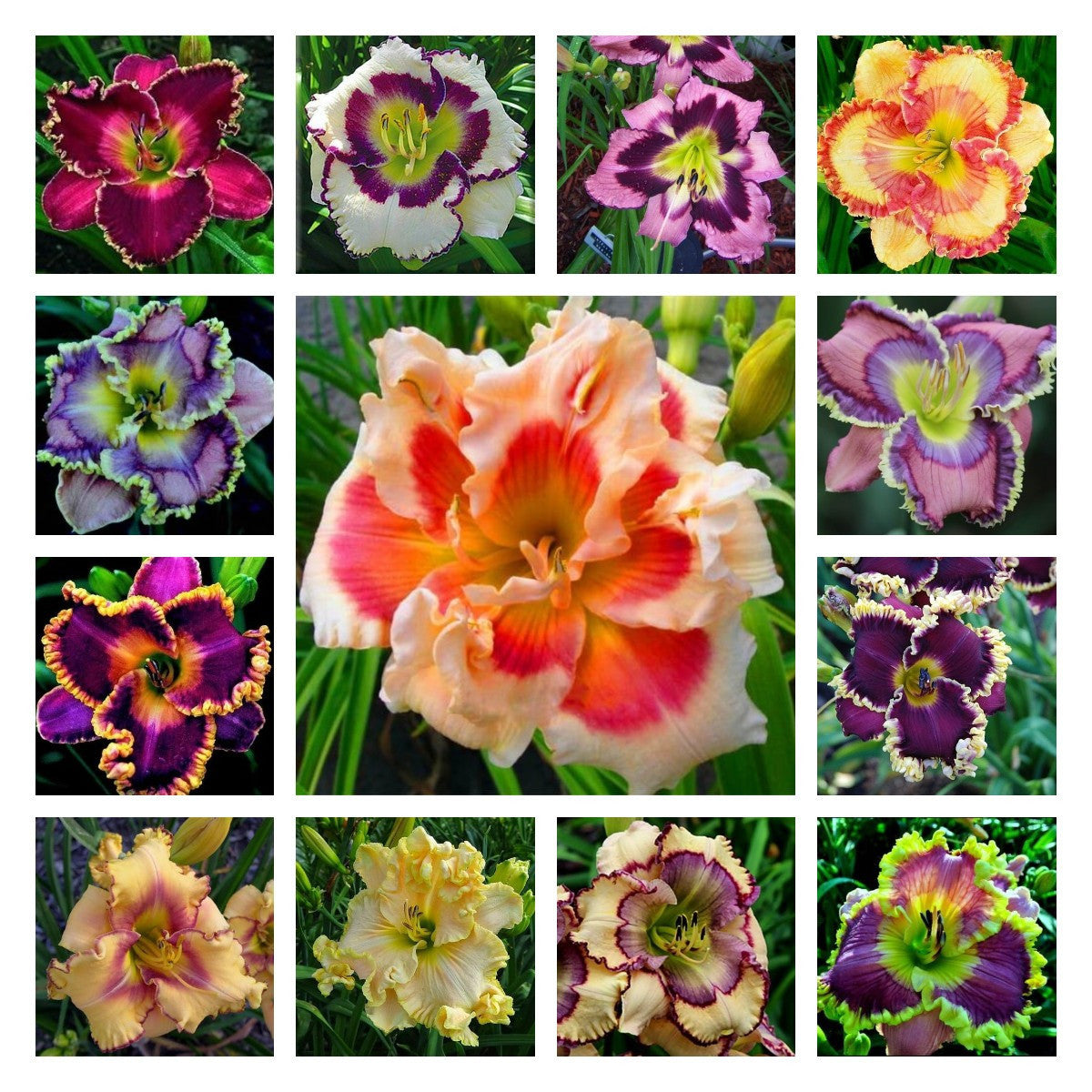 Daylily Hybrid Flowers Seeds, Hemerocallis Hybrid, 20pcs/pack