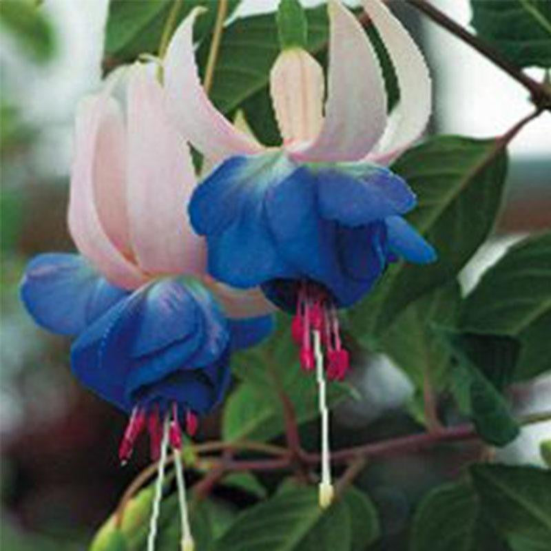 Fuchsia Flowers Seeds Lantern Flower, Bonsai Flower Seeds