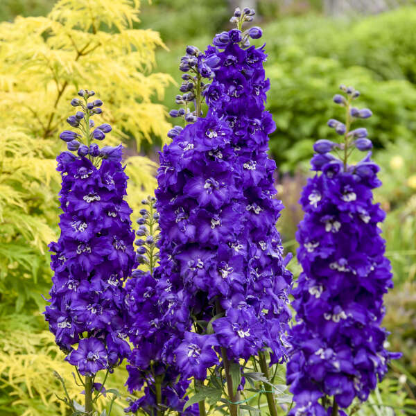 🌼🦋Mix-Colored Delphinium Seeds