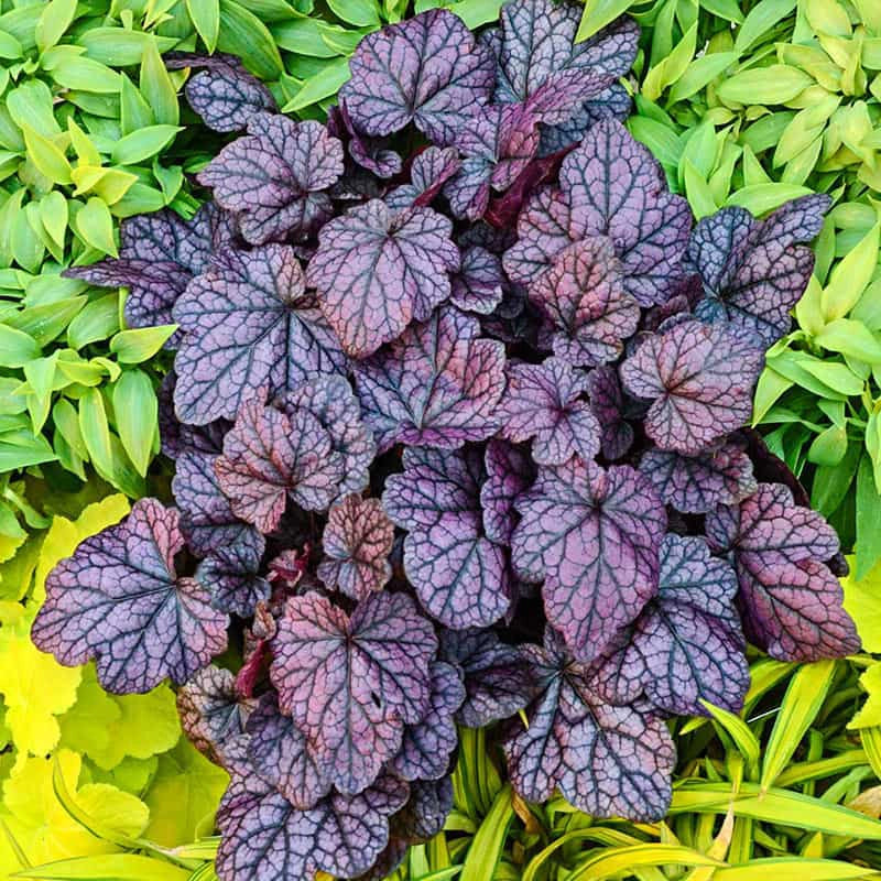 Grape Expectations Heuchera | Coral Bells | Spring Hill &ndash; Spring Hill  Nursery