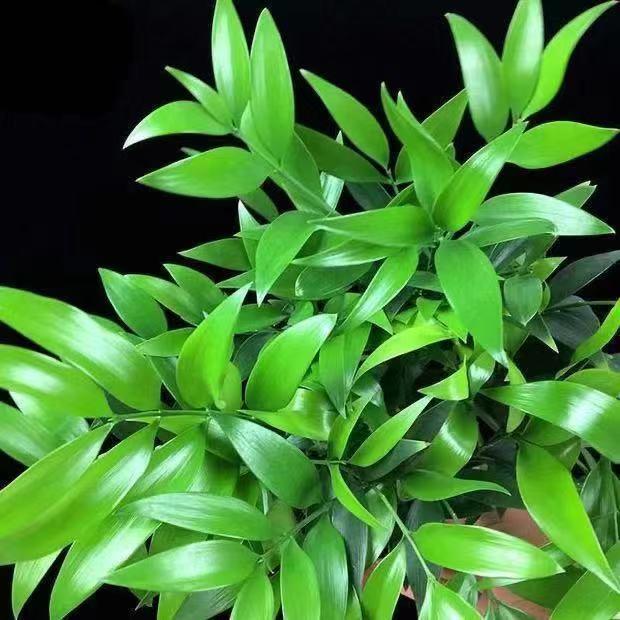 🏠🔥35K+ SOLD🏆Evergreen Lucky Bamboo Seed