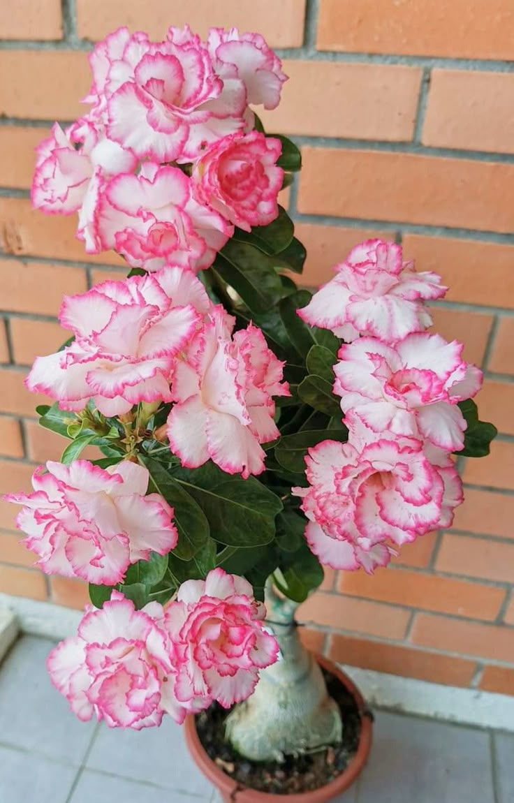 🌵 Desert Rose Seeds – Grow Your Own Exotic Beauty!