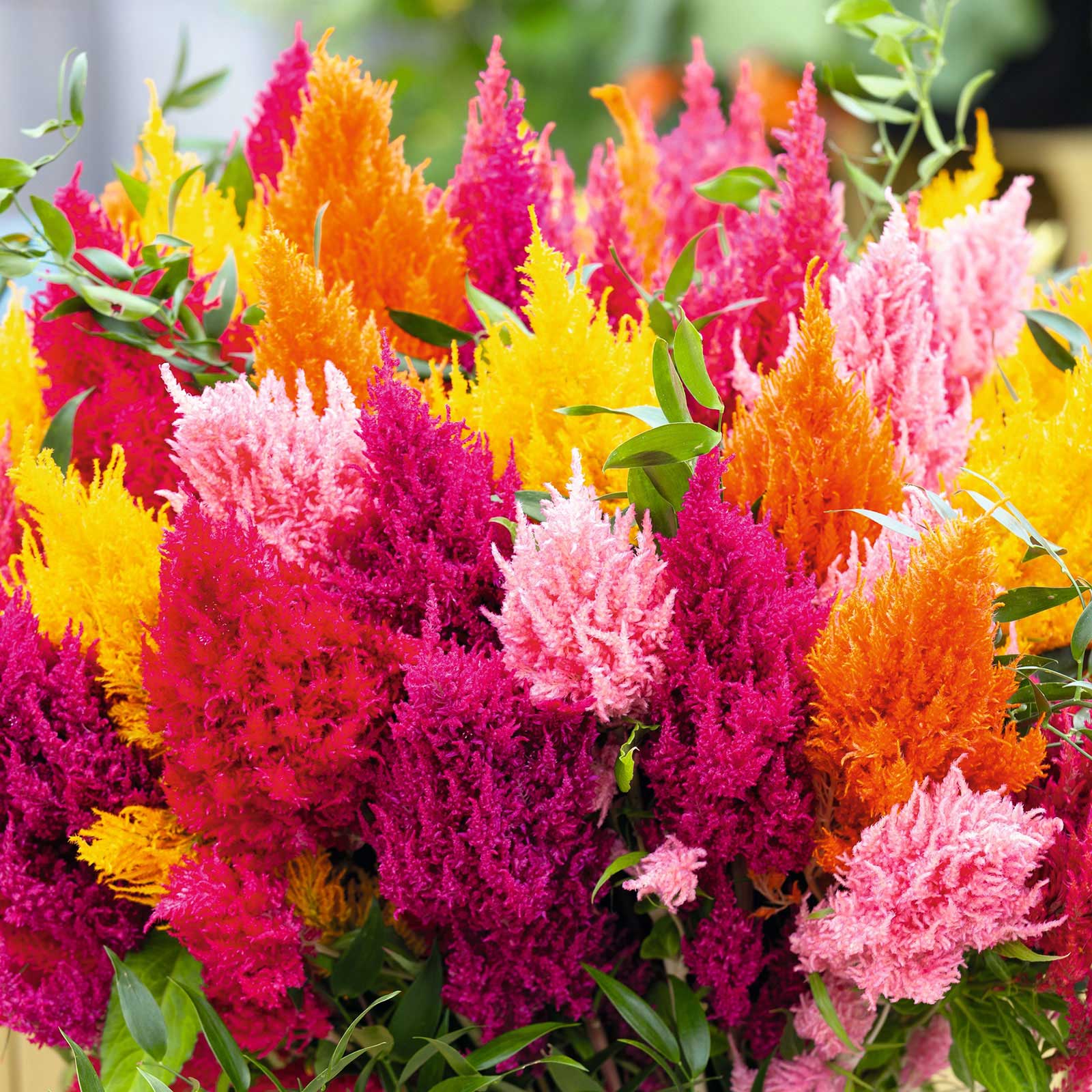 ✨Hot Selling🤩Mixed Pampas Plume Celosia Seeds