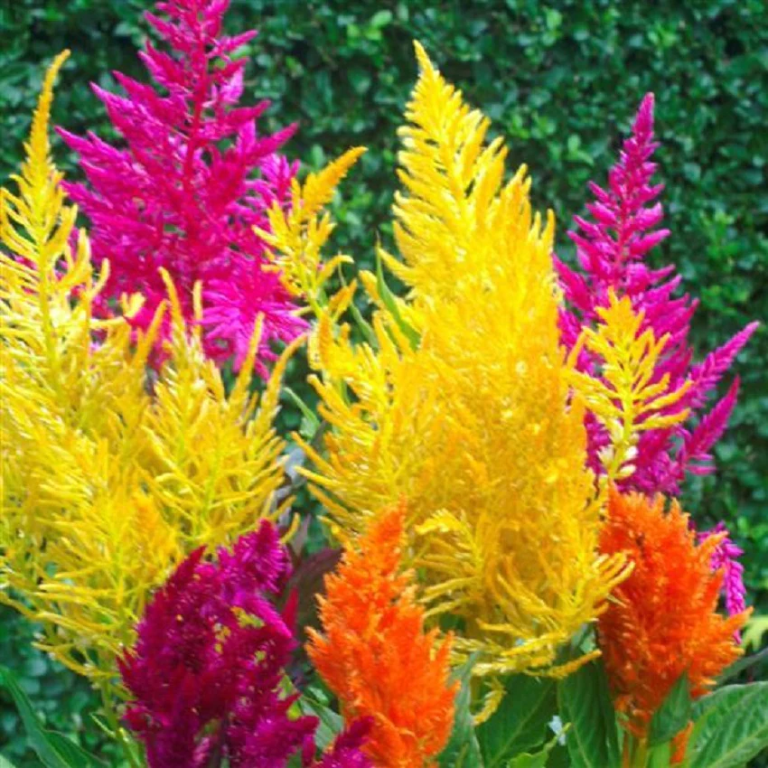✨Hot Selling🤩Mixed Pampas Plume Celosia Seeds