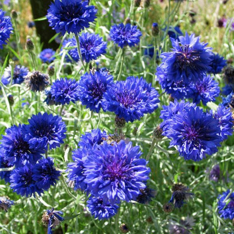 🔥50% Off💙✨Blue Cornflower Seeds