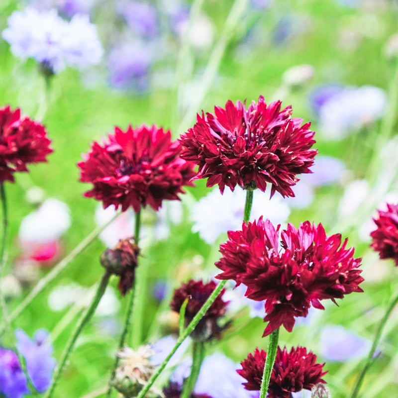 Red Centaurea Cyanus Flower Seeds