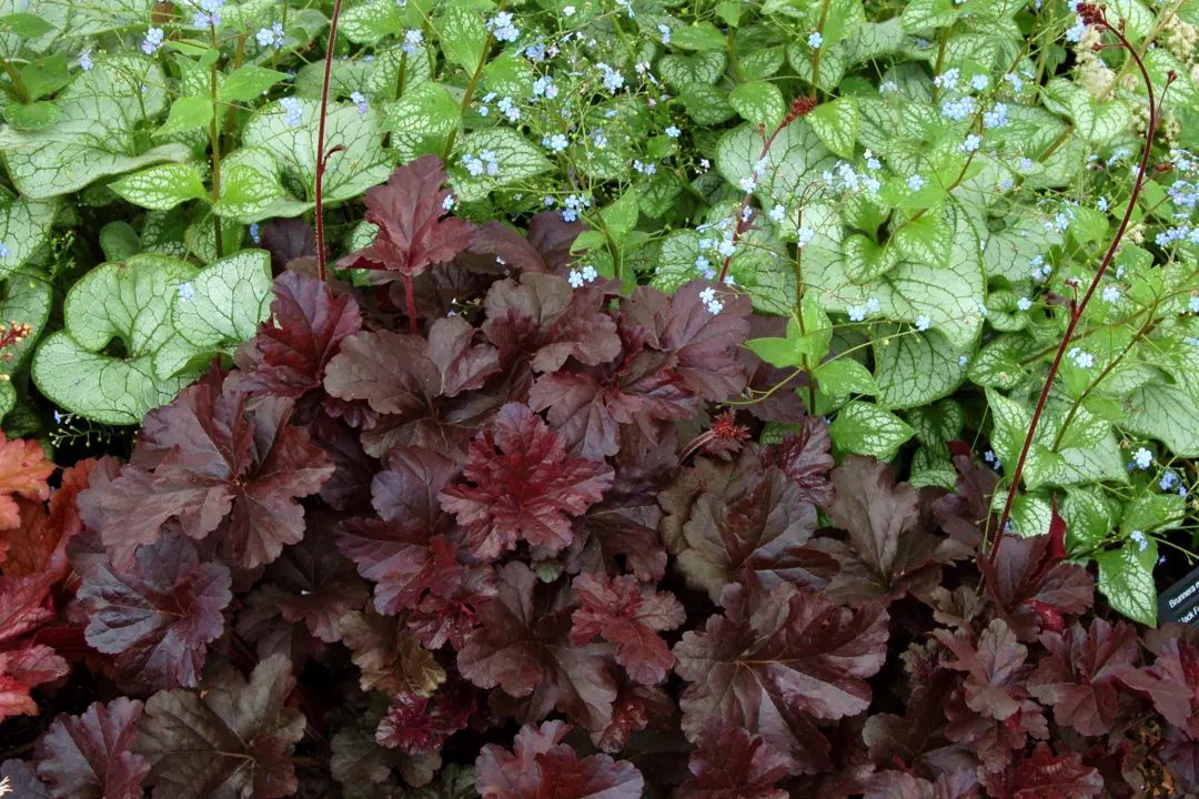 Heuchera Obsidian - Obsidian Coral Bells | Free Freight Option