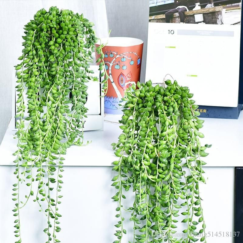 Pearl Chlorophytum Seeds