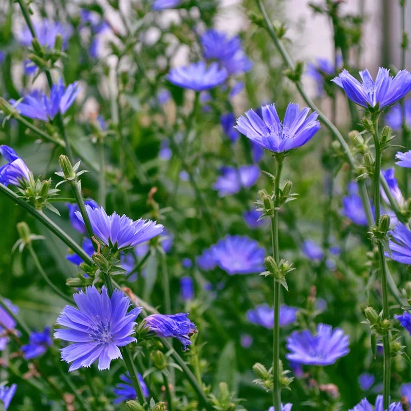 🔥2024 NEW💙💙Exclusive Blue Wildflower Seed Mix