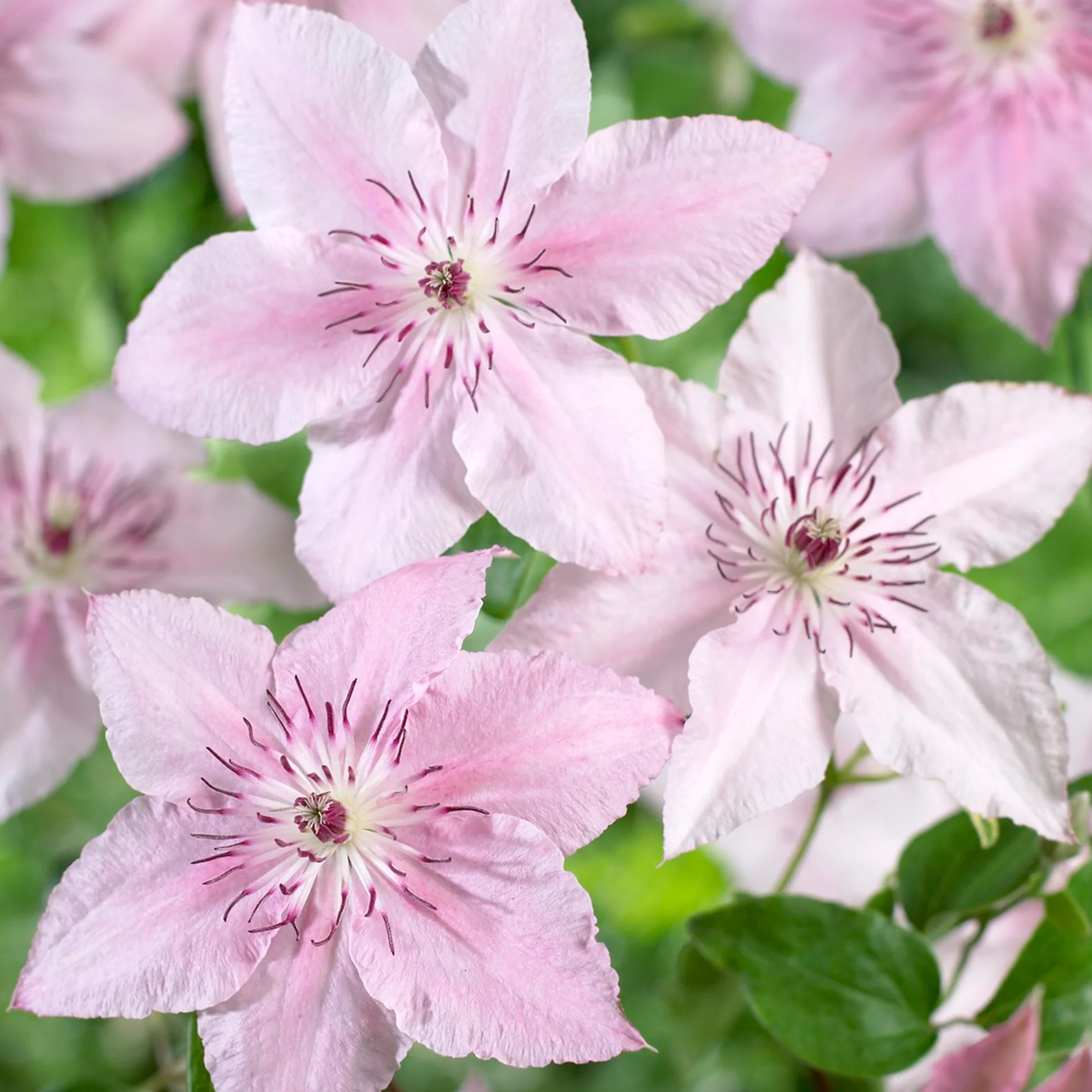 🌸 Climbing Clematis Seeds – Elegant Vines, Spectacular Blooms