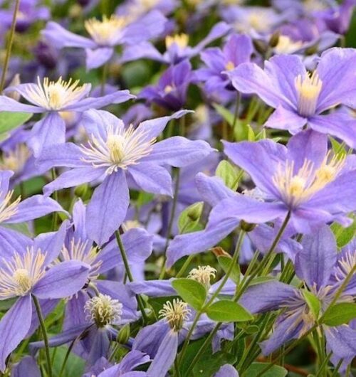 🌸 Climbing Clematis Seeds – Elegant Vines, Spectacular Blooms