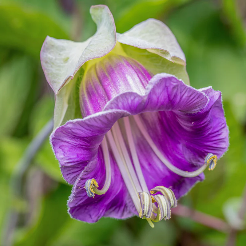 💡Cobaea Scandens Seeds - Elegant Climbing Cup and Saucer Vine