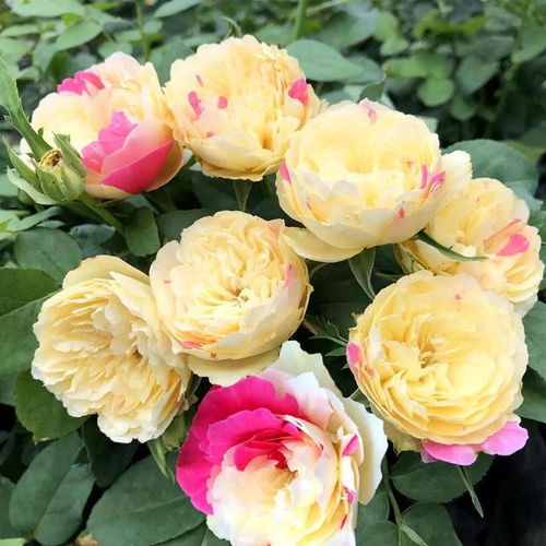 👸Princess's Skirt👗-Two-Color Rose Seeds🌹