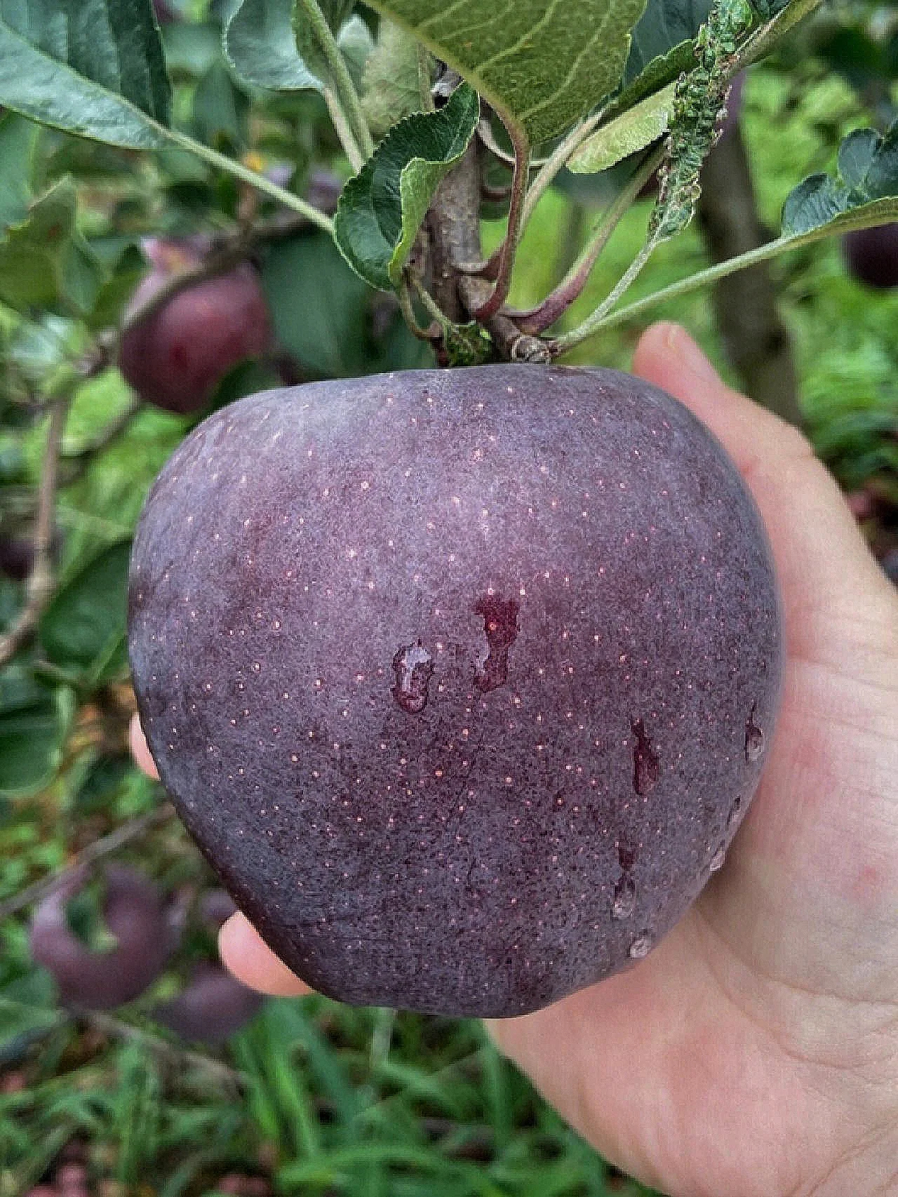 Black Diamond Apple Seeds