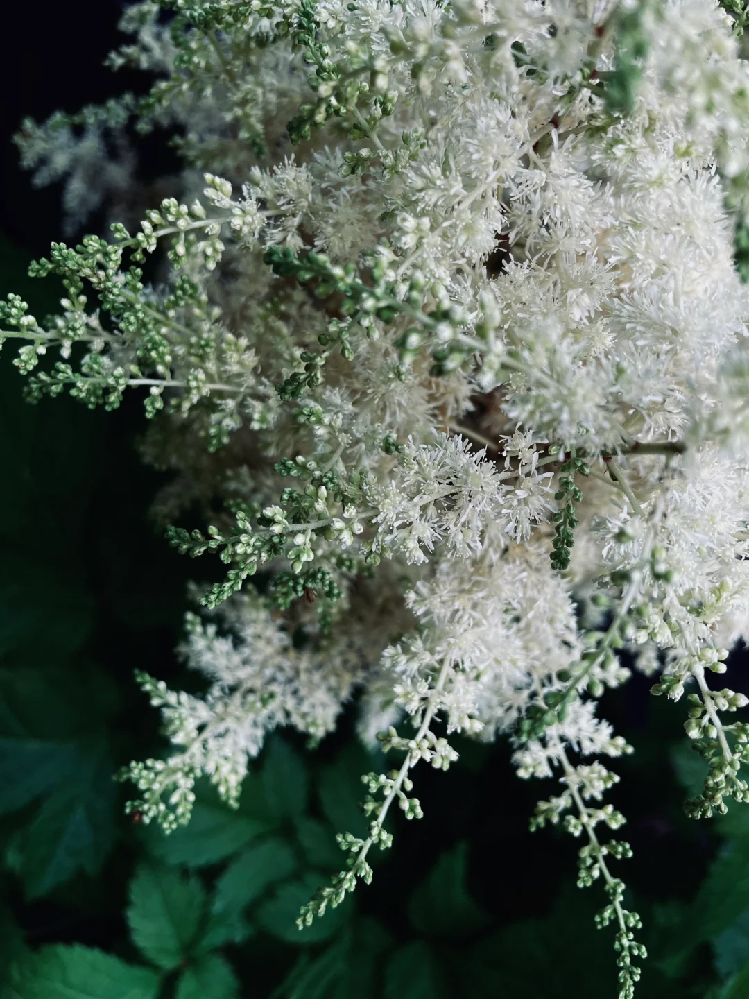 👰Bride's Boudoir🏡-Astilbe Chinensis Seeds🌼