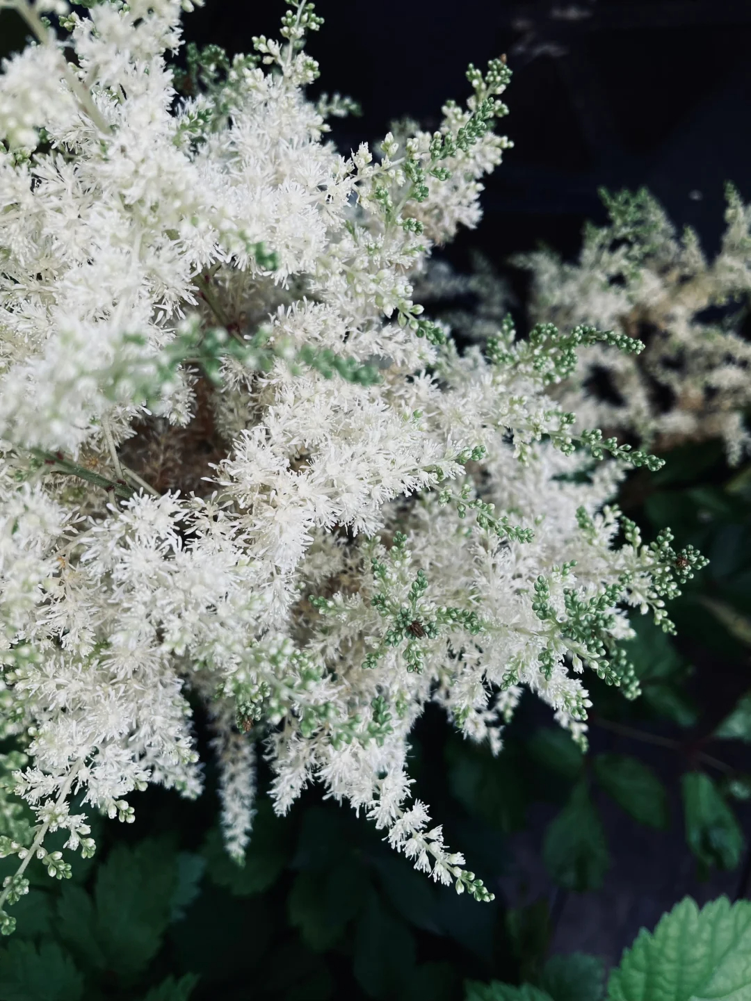 👰Bride's Boudoir🏡-Astilbe Chinensis Seeds🌼