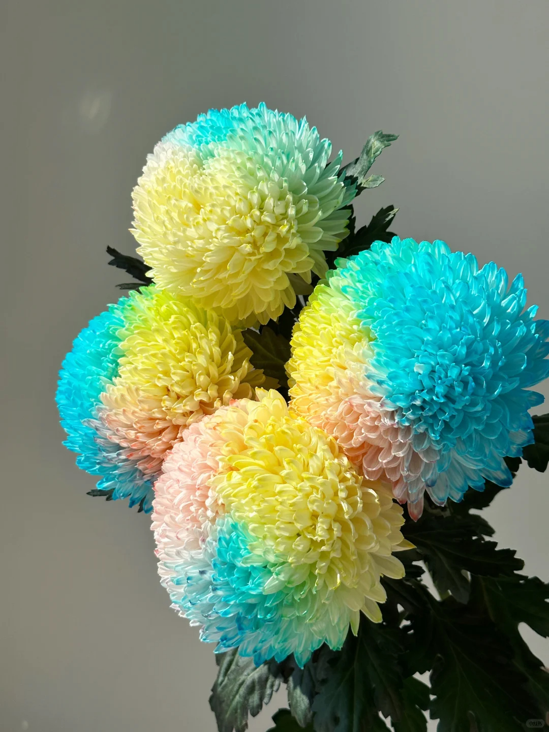 🎇🌼Peony Chrysanthemum Seeds✨
