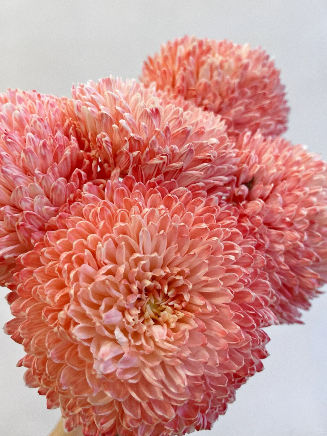 ✨Precious Seeds-🎇Peony Chrysanthemum Seeds🌼