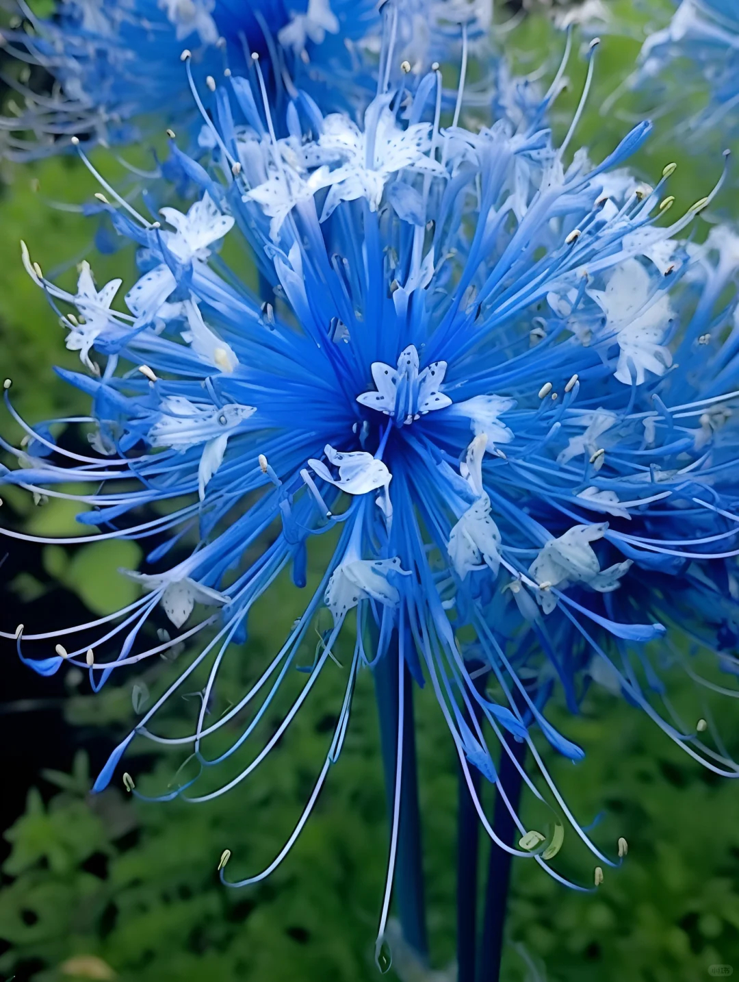 Equinox Flower Seeds