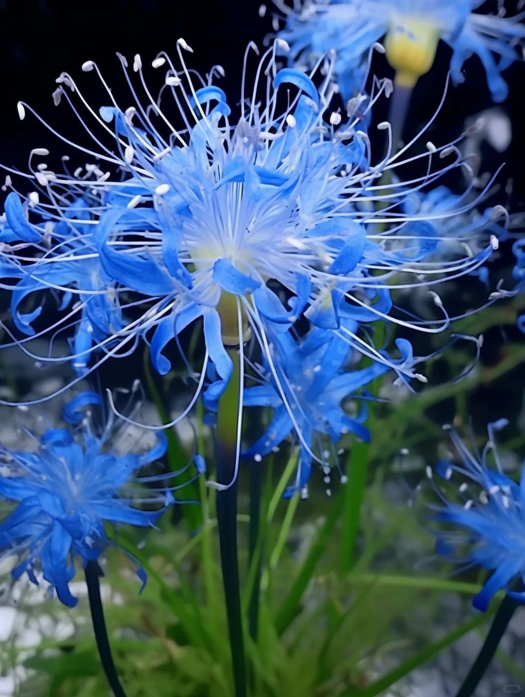 Equinox Flower Seeds