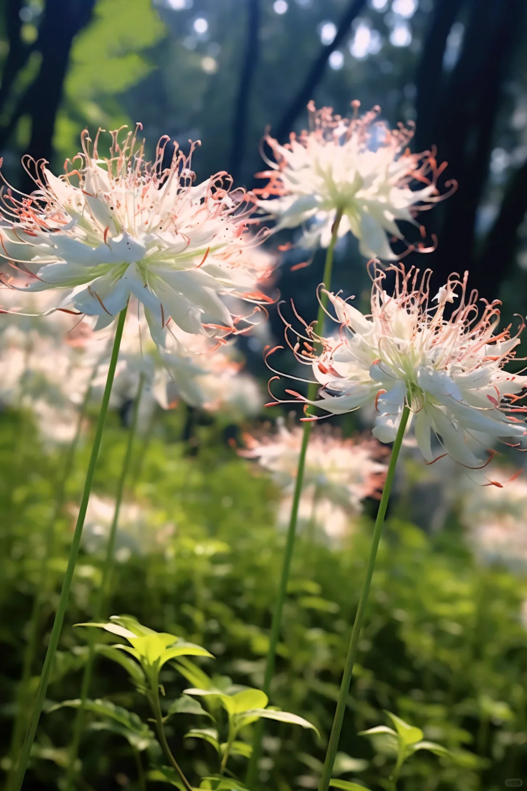 Equinox Flower Seeds
