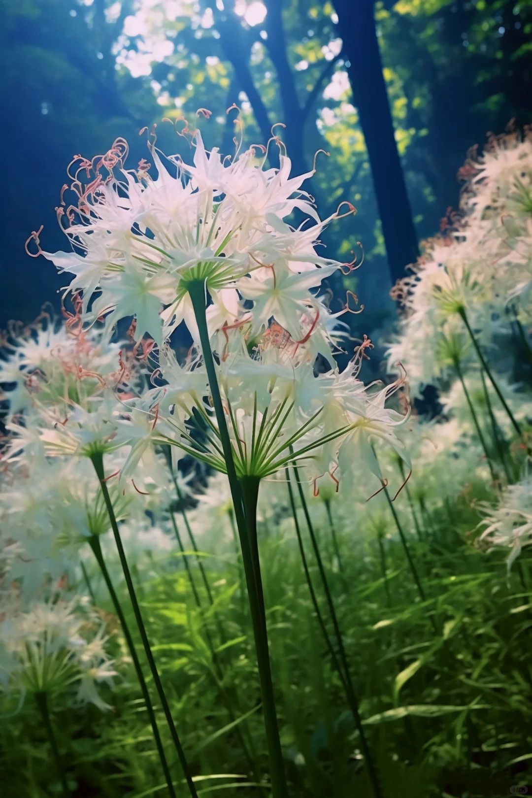 Equinox Flower Seeds