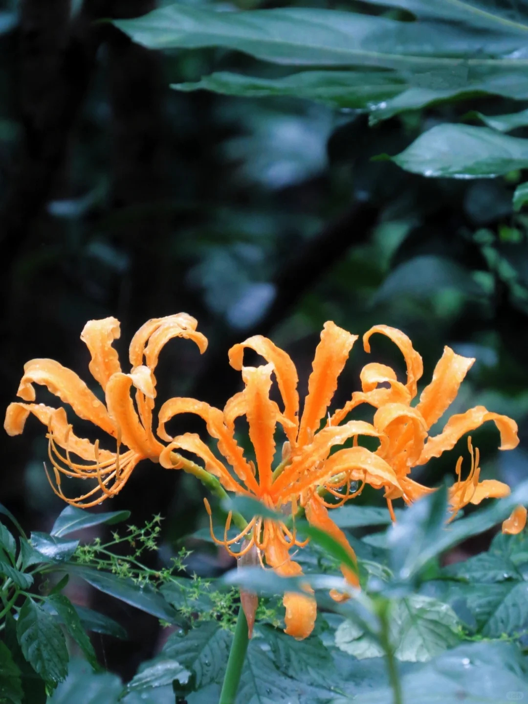 Equinox Flower Seeds