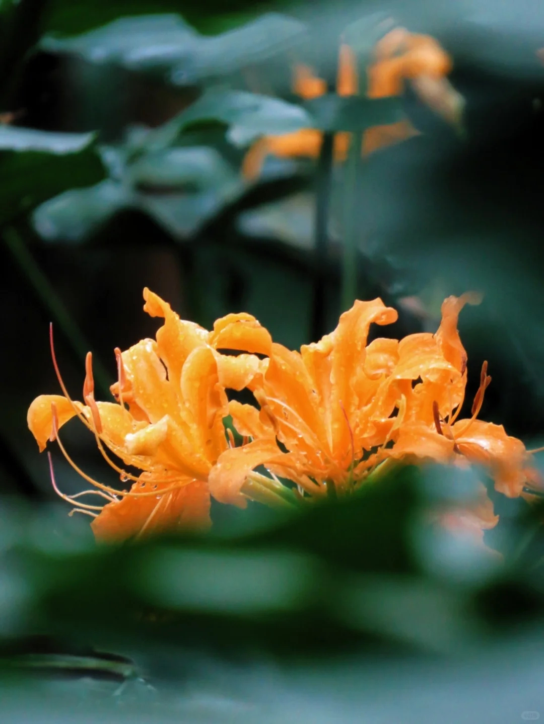 Equinox Flower Seeds